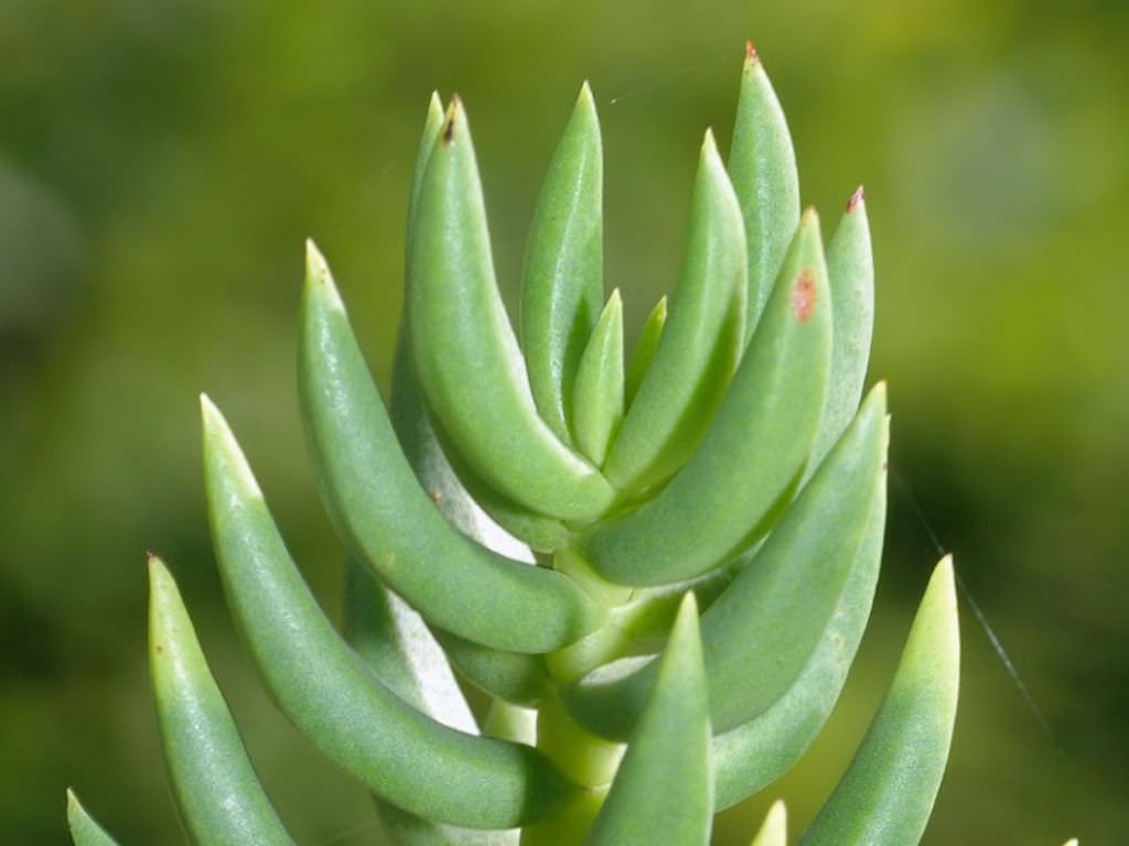 Crassula tetragona bakımı