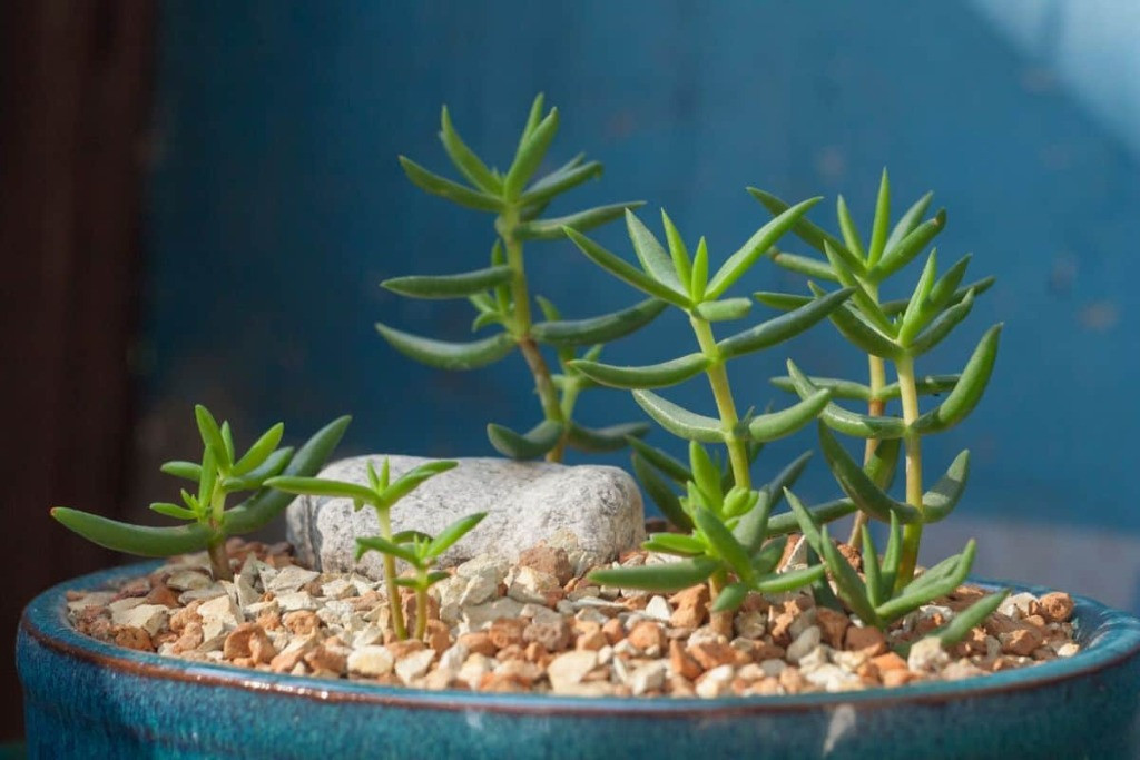 Crassula tetragona bakımı