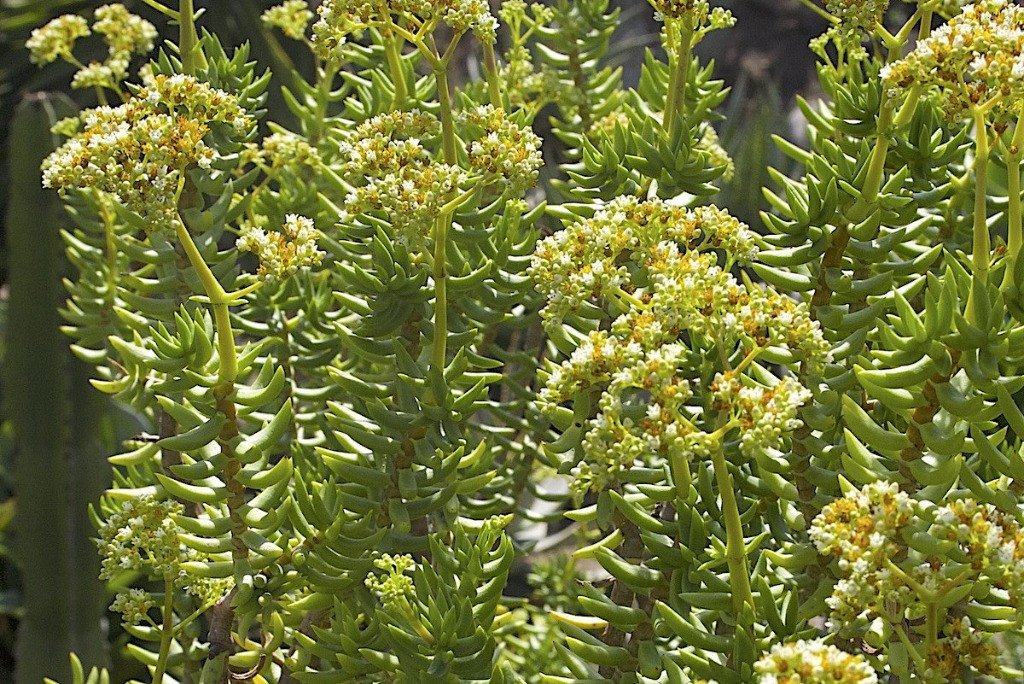 Crassula tetragona bakımı