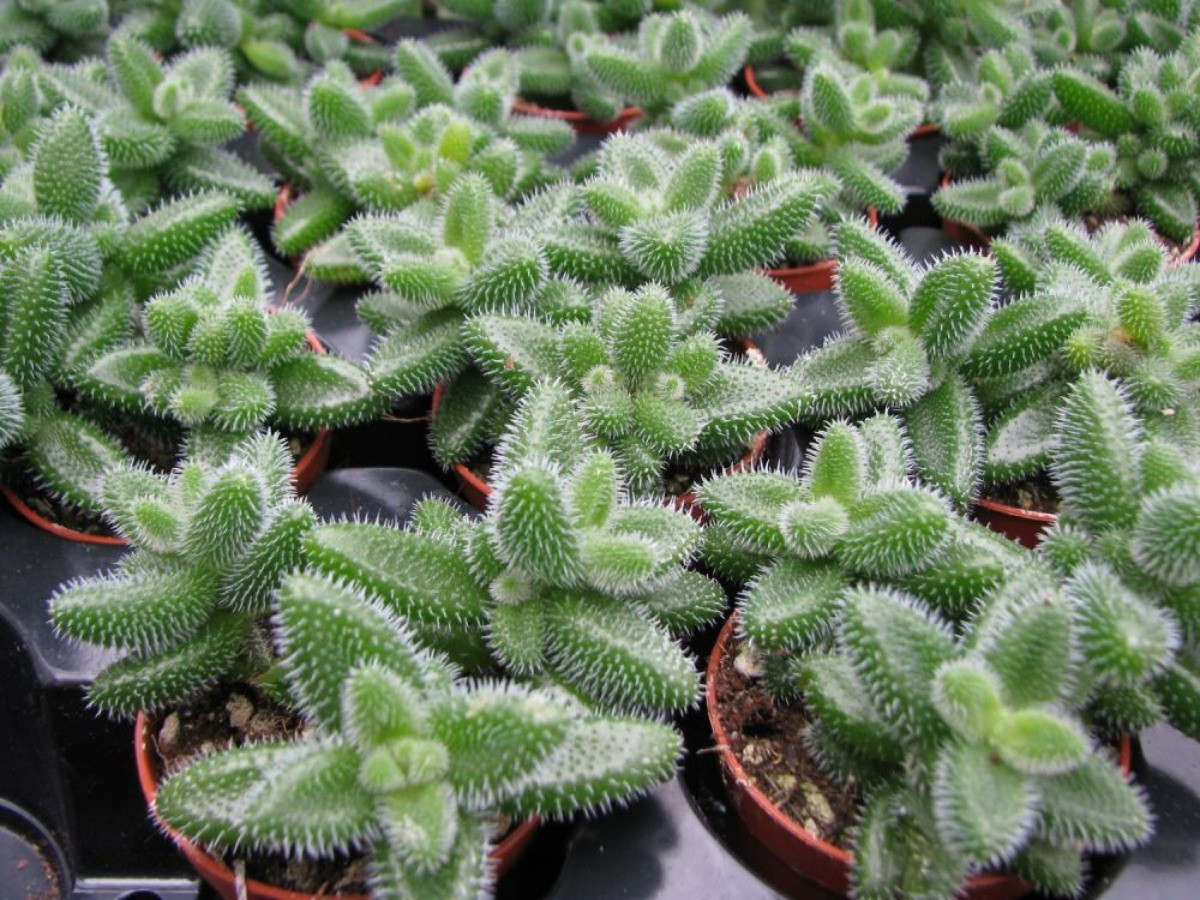 Delosperma echinatum