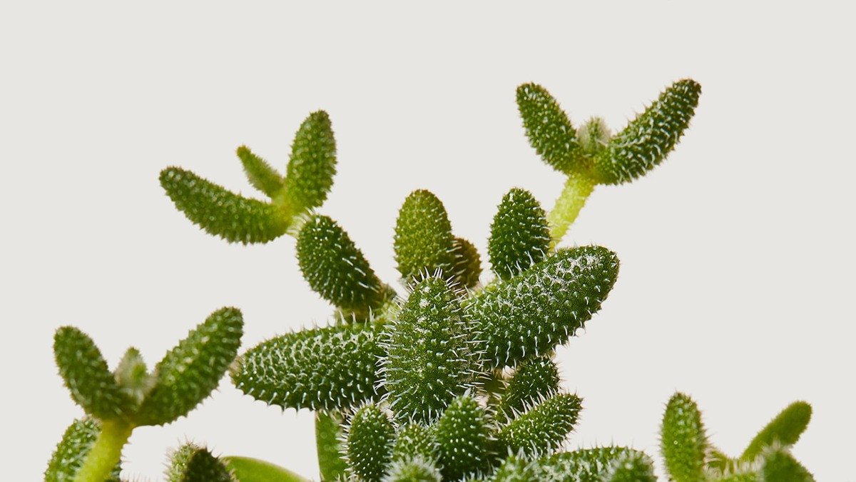 Delosperma echinatum bakımı