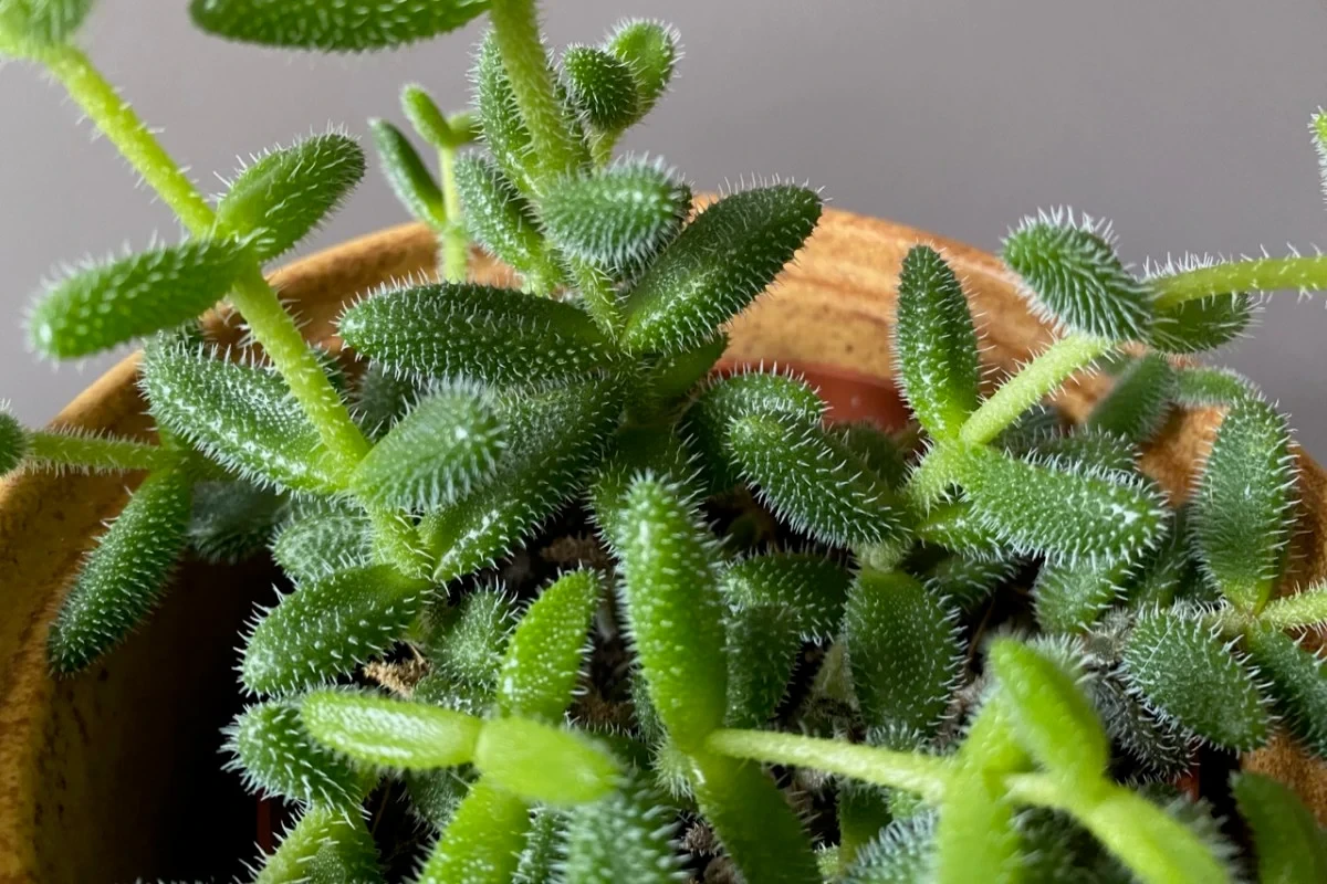 Delosperma echinatum bakımı