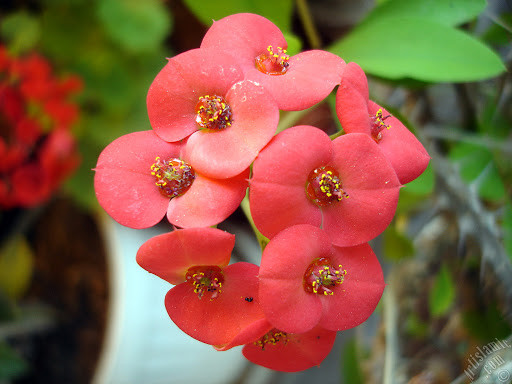 Euphorbia Milii Bakımı