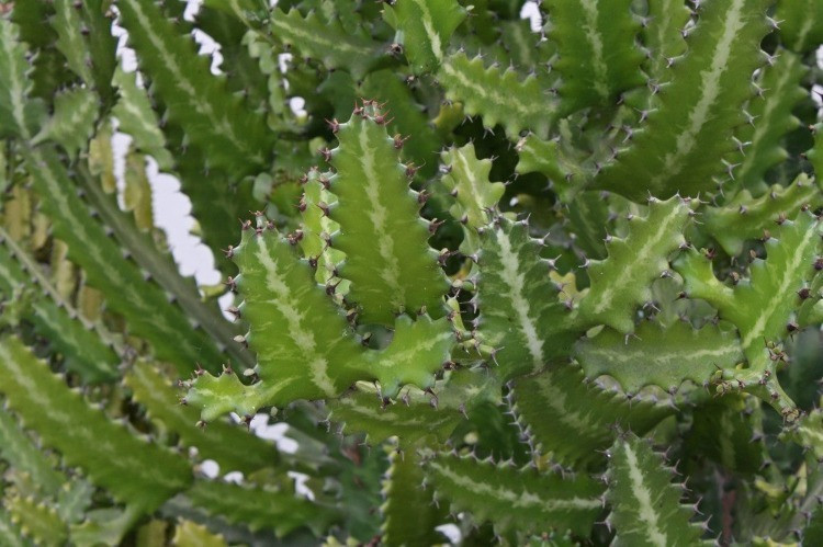 Euphorbia lactea Bakımı