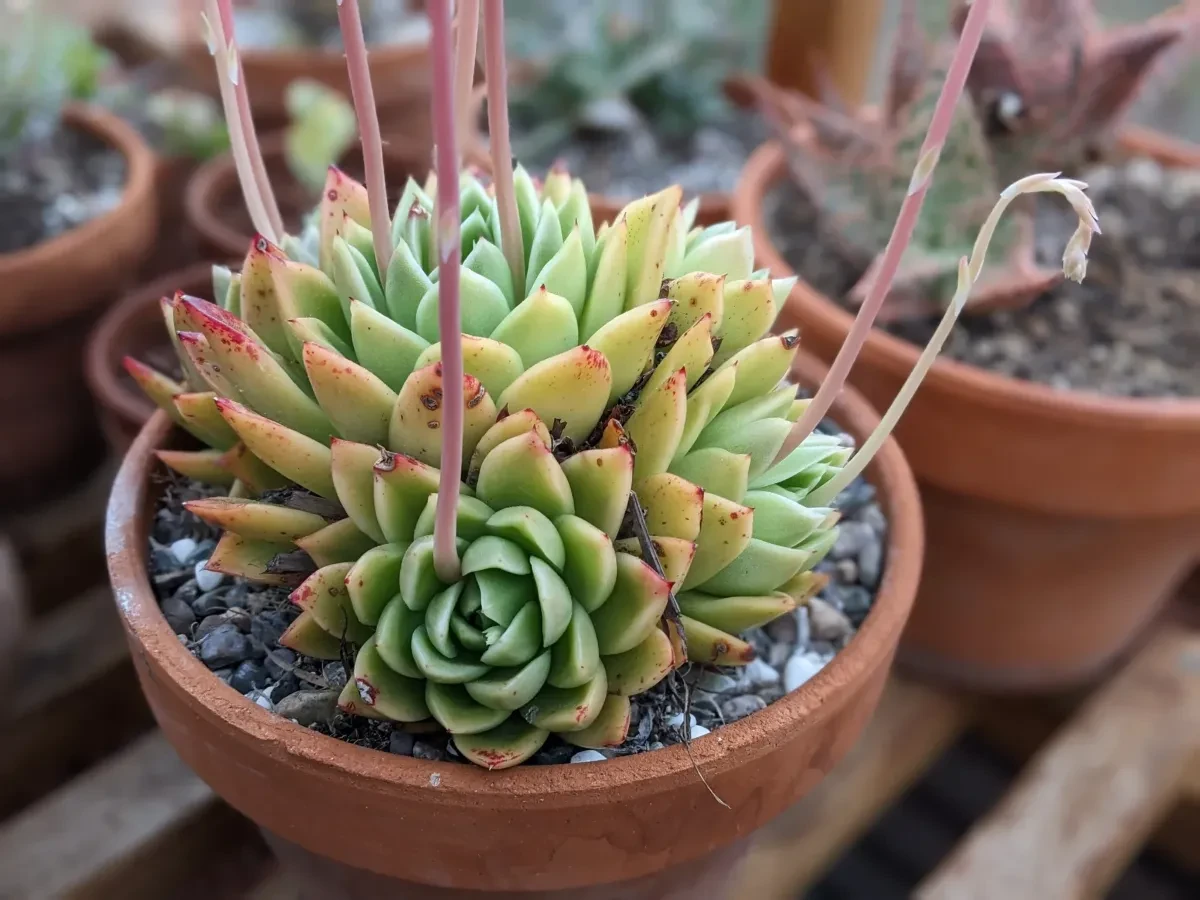 echeveria agovoides bakımı