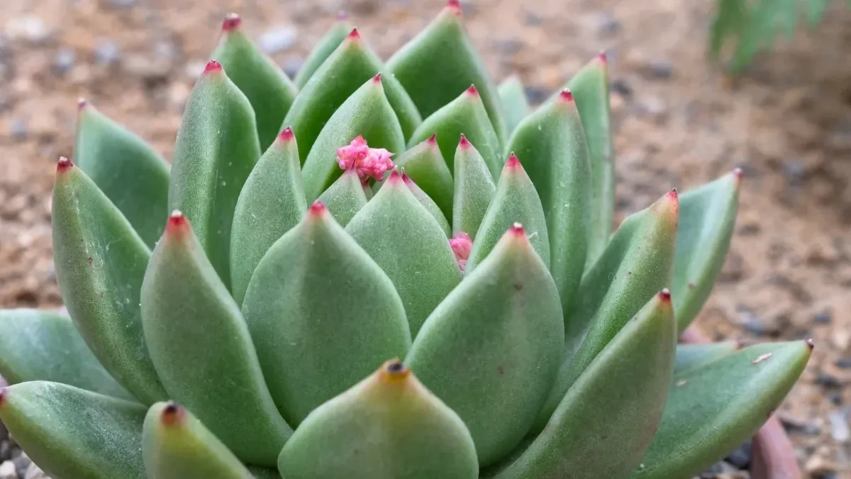 echeveria agavoides bakımı