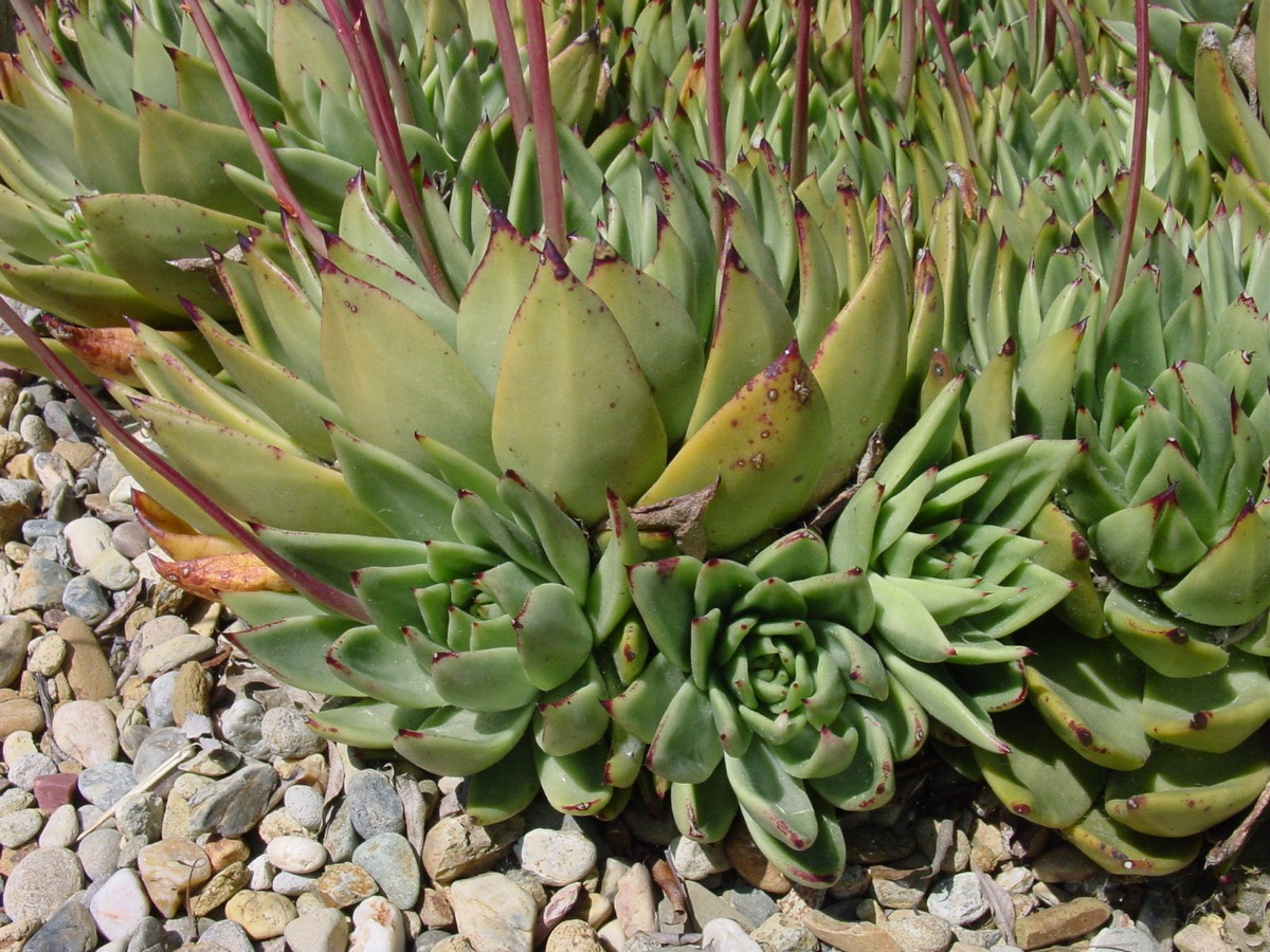 echeveria agovoides bakımı