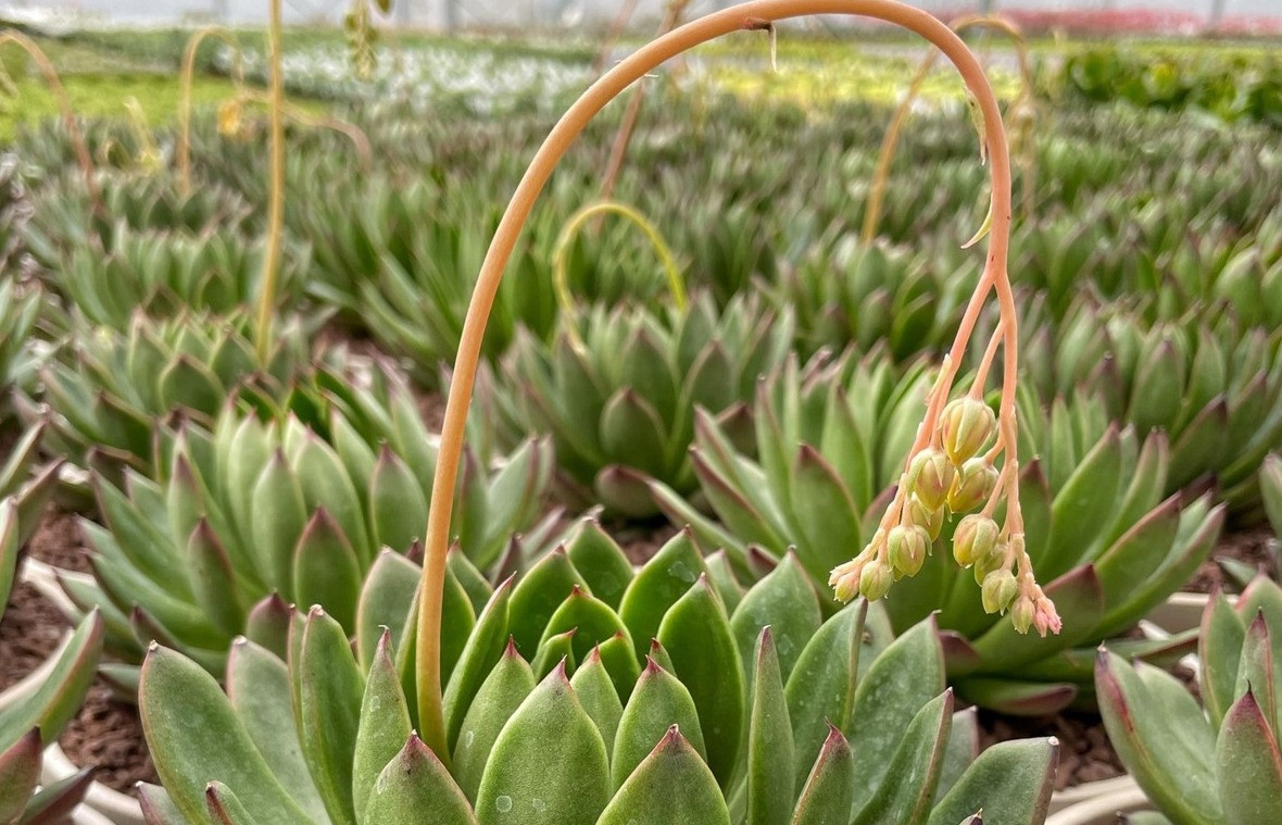 echeveria agavoides bakımı 2