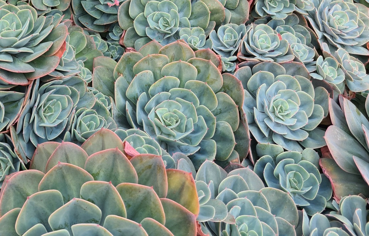 Echeveria bakımı