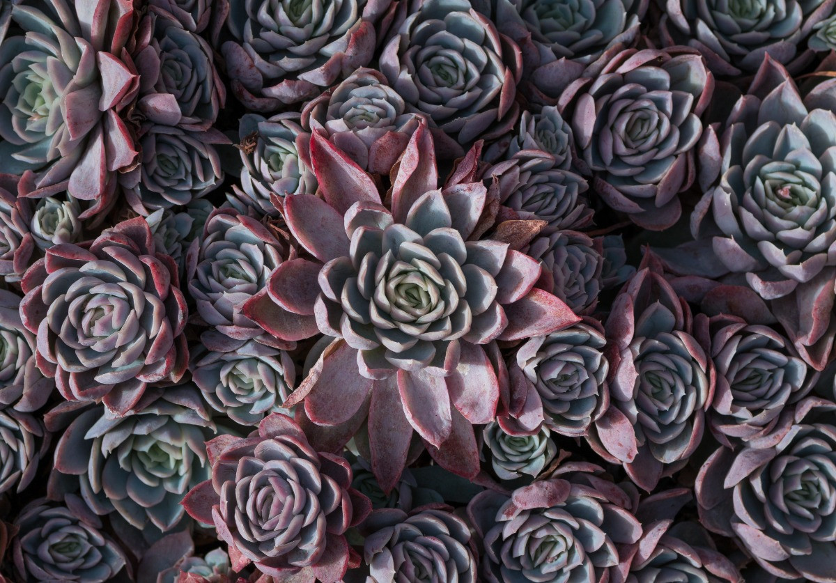 Echeveria bakımı