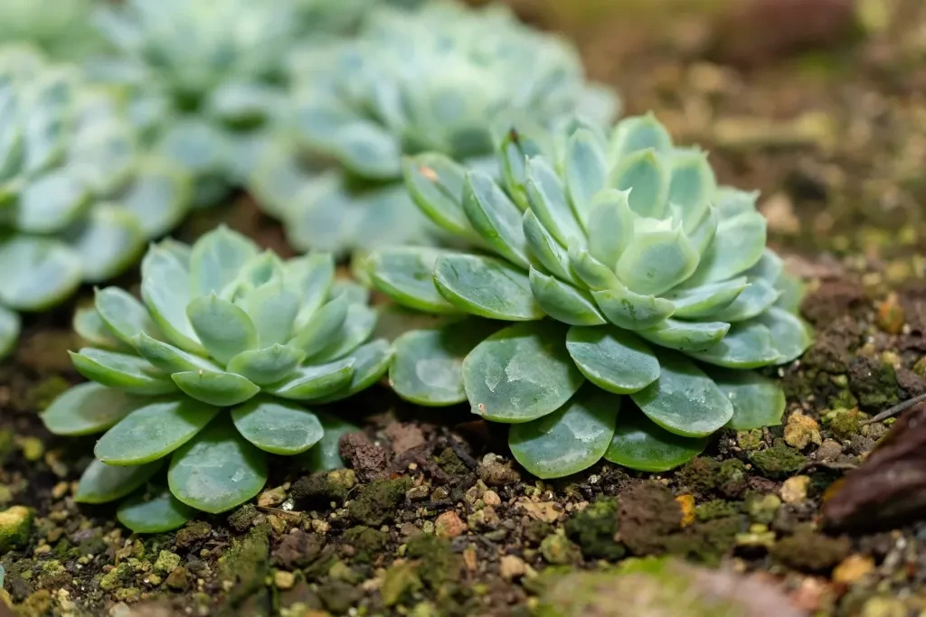 Echeveria elegans bakımı