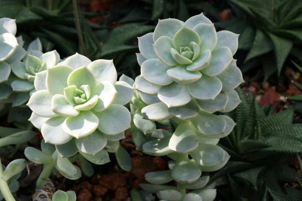 echeveria elegans bakımı 4
