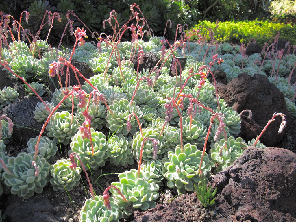 Echeveria elegans bakımı