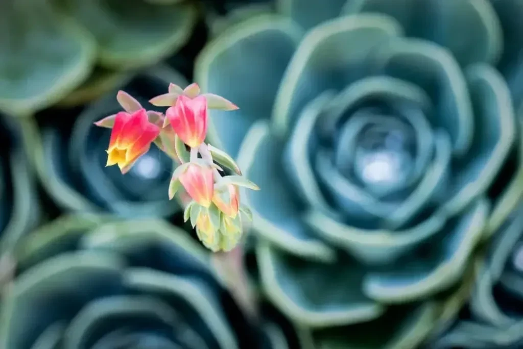 Echeveria elegans bakımı 