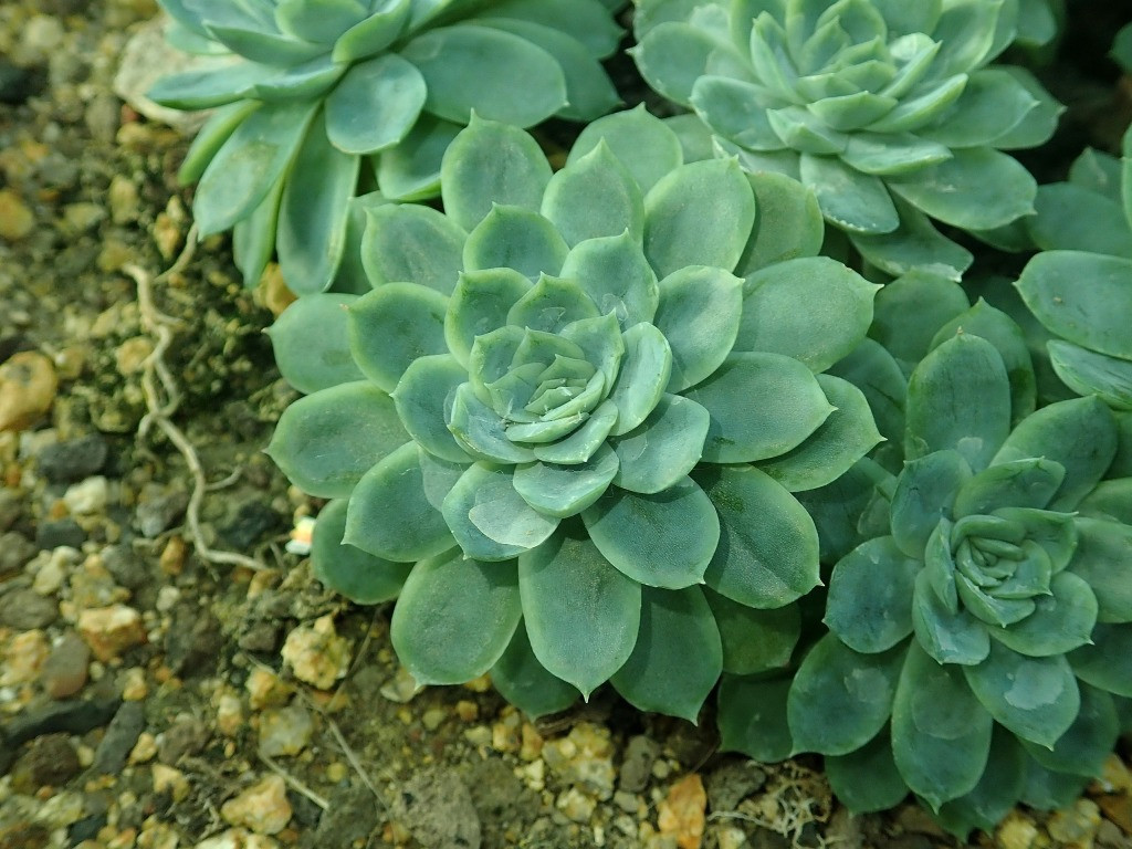 Echeveria elegans bakımı