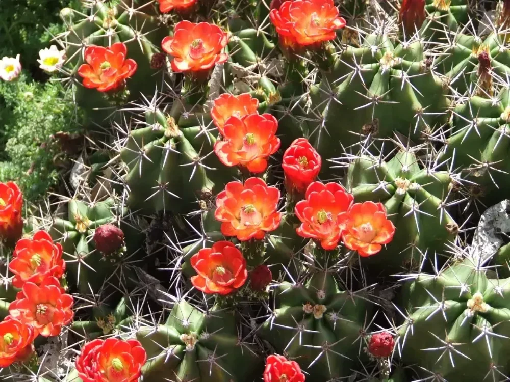 Echinocereus triglochidiatus