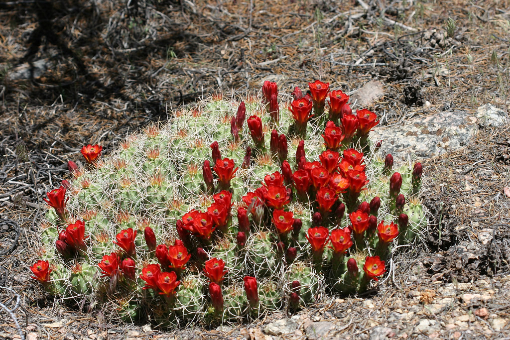 Echinocereus triglochidiatus