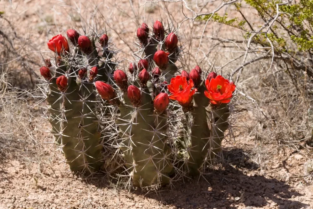 Echinocereus triglochidiatus