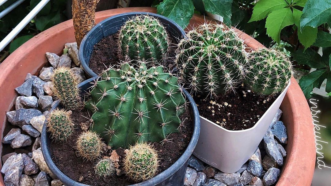 Echinopsis Oxygona Üretimi