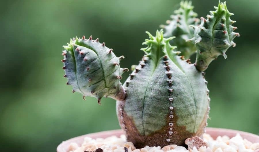 Euphorbia bakımı