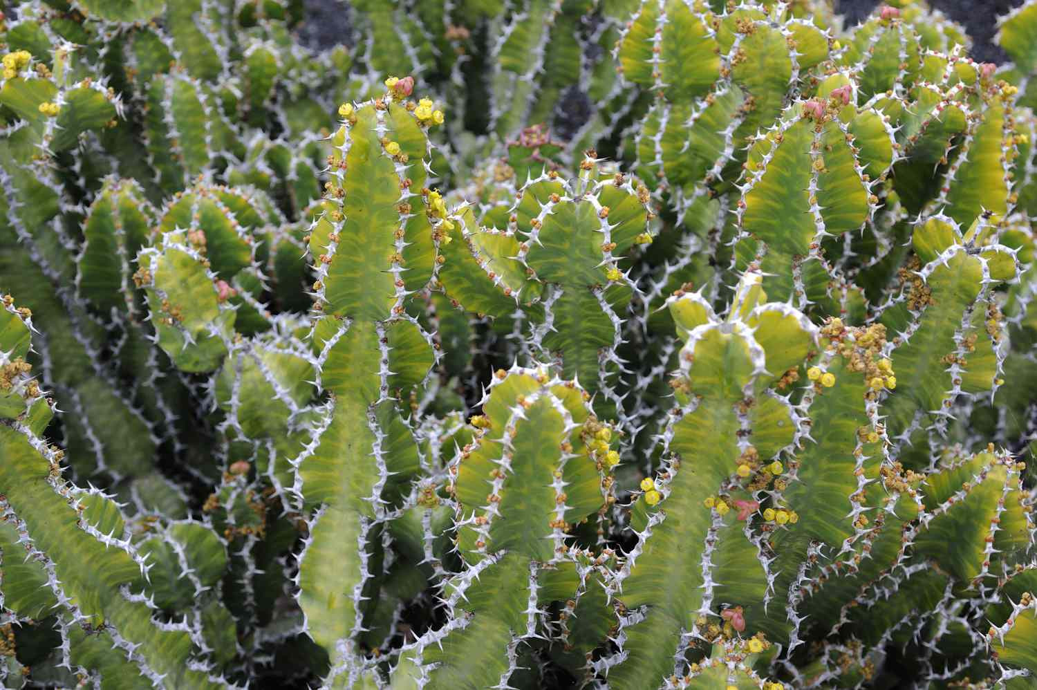 euphorbia bakımı