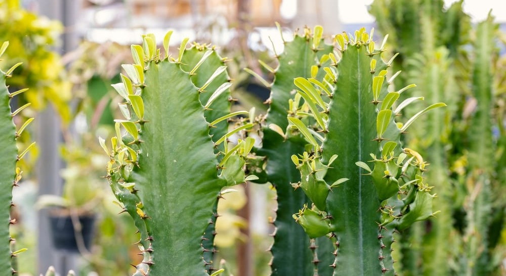 Euphorbia bakımı