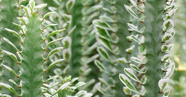 Euphorbia trigona bakımı