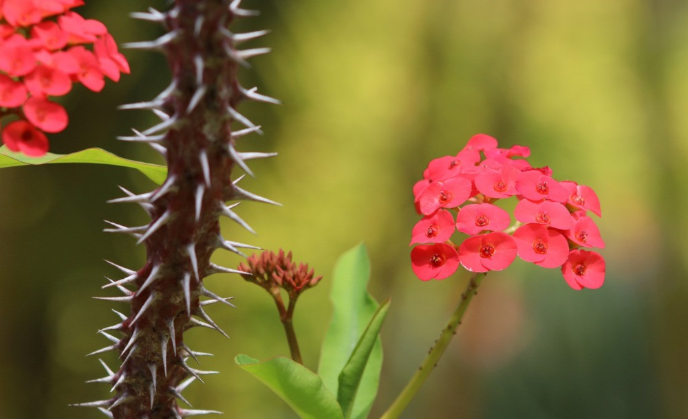 Euphorbia çiçek açar mı