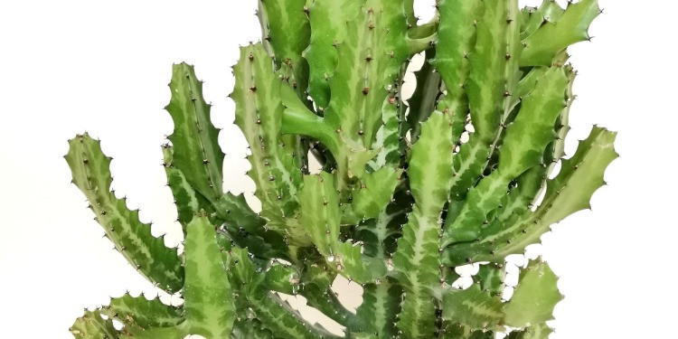 Euphorbia lactea Bakımı