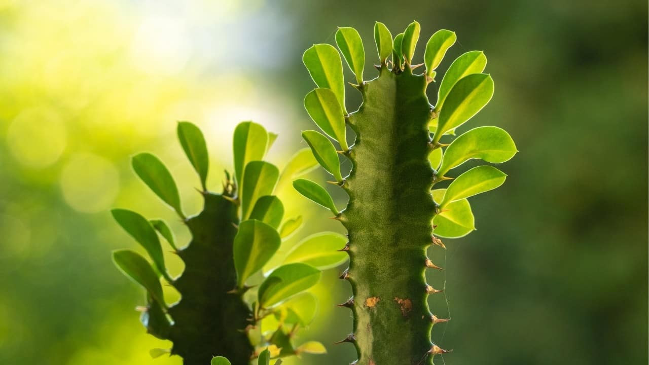 Euphorbia Trigona Bakımı