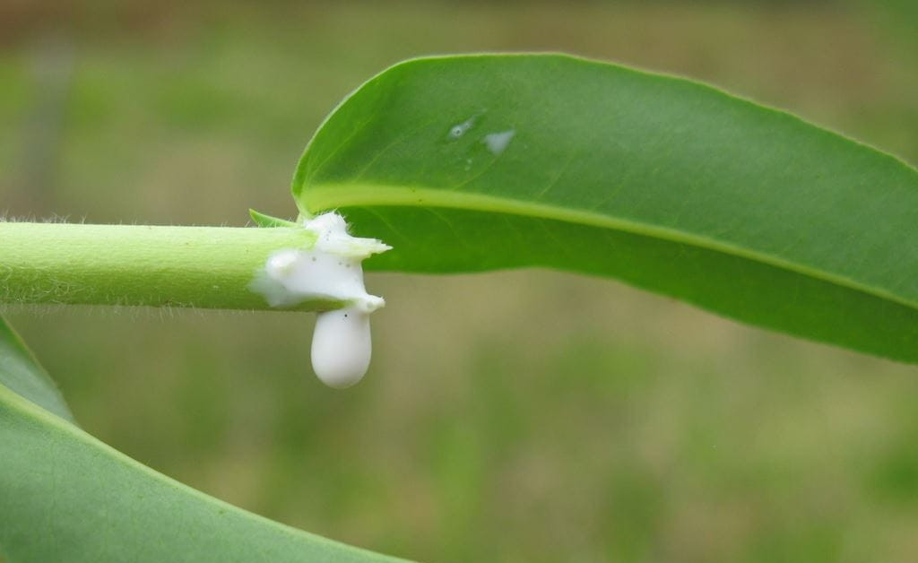 Euphorbia zehiri