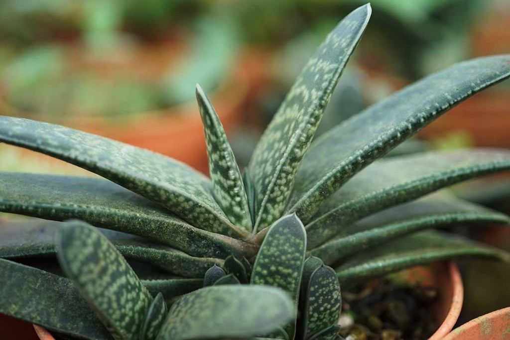 Gasteria bakımı nasıl olmalı 