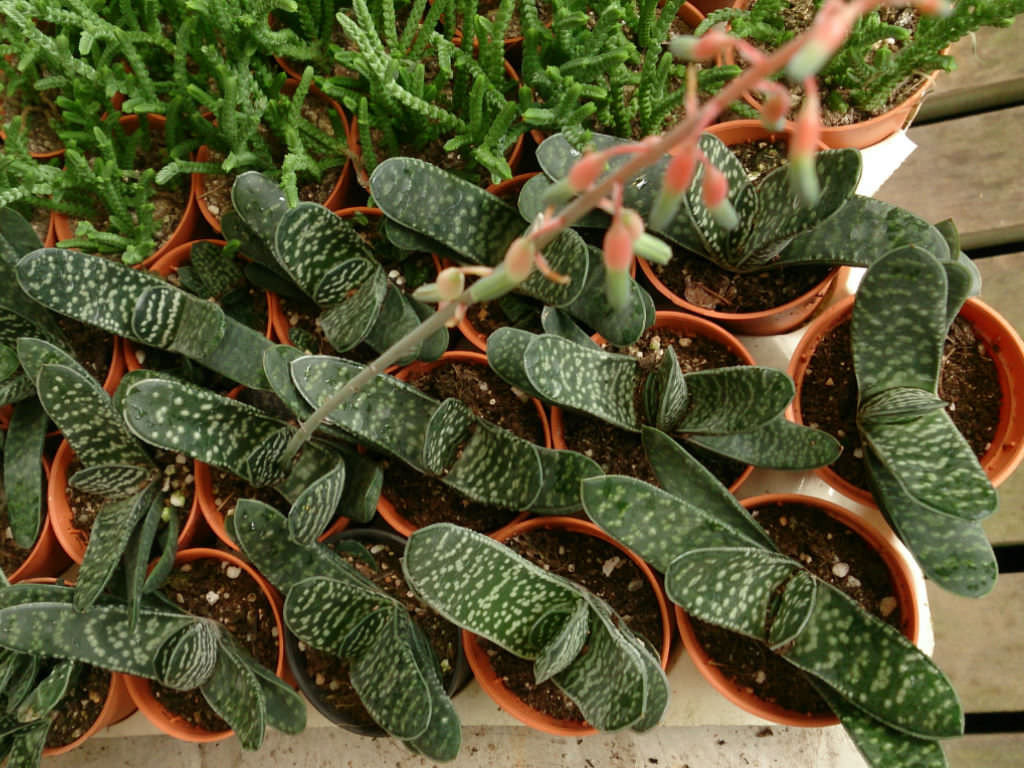 Gasteria bakımı nasıl olmalı 