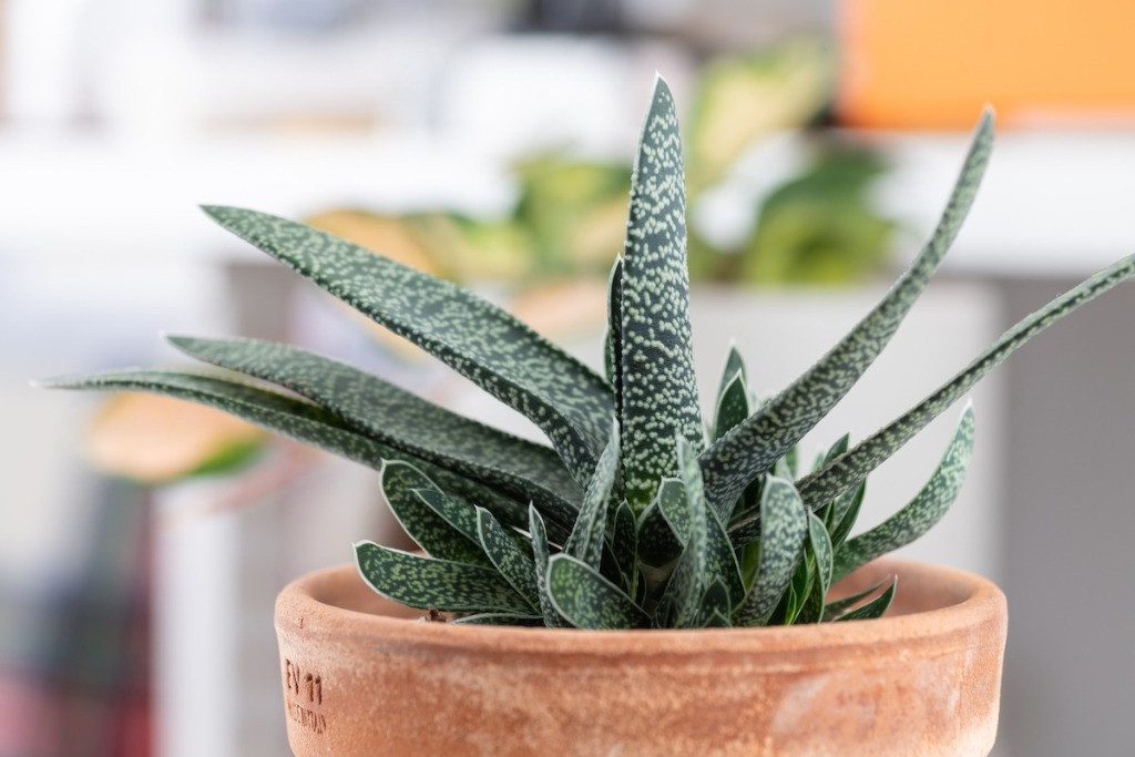 Gasteria bakımı nasıl olmalı 