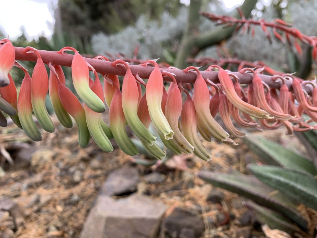 Gasteria bakımı nasıl olmalı 