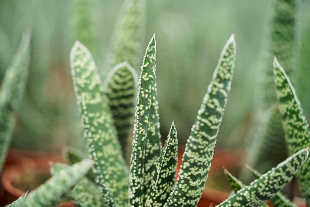 Gasteria bakımı nasıl olmalı 
