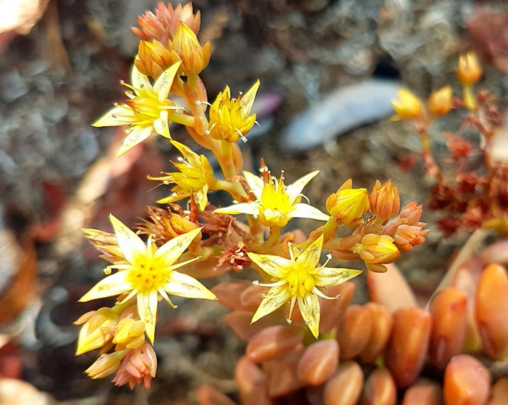 Graptosedum Bakımı