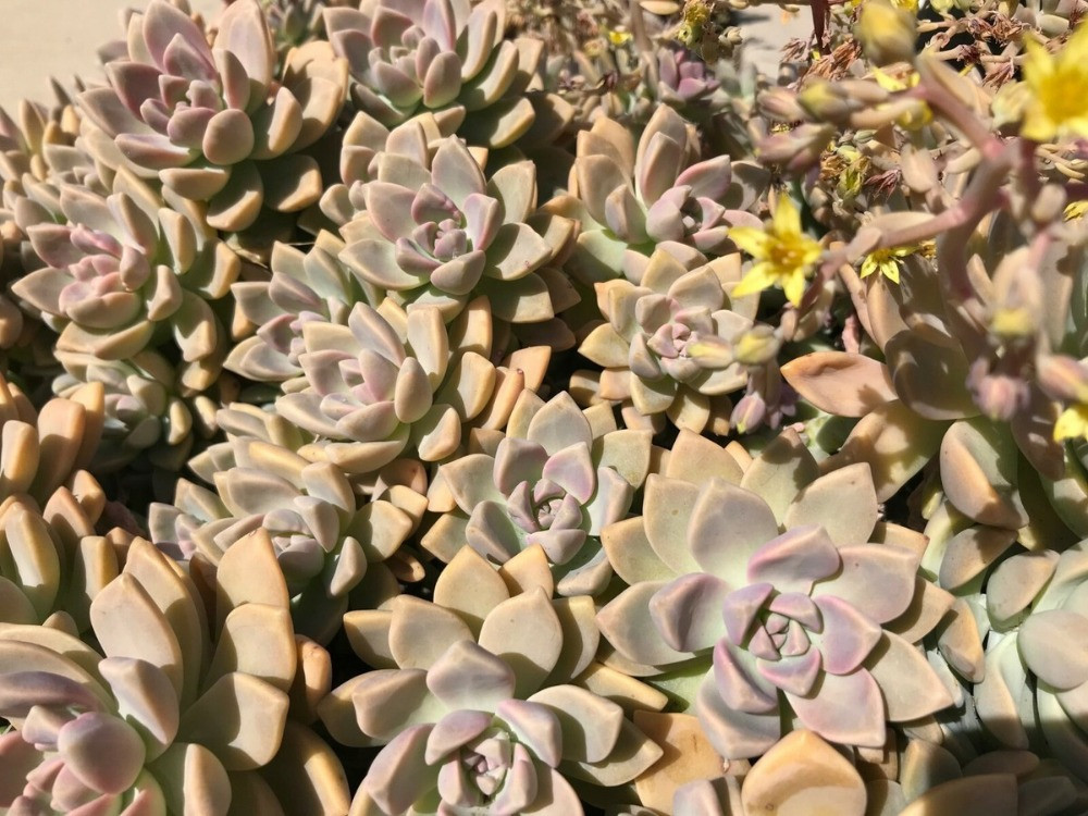 Graptosedum bakımı