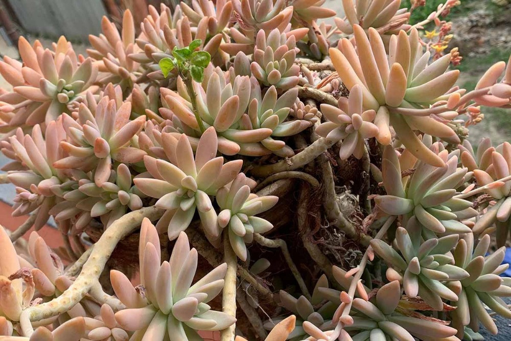 Graptosedum Bakımı