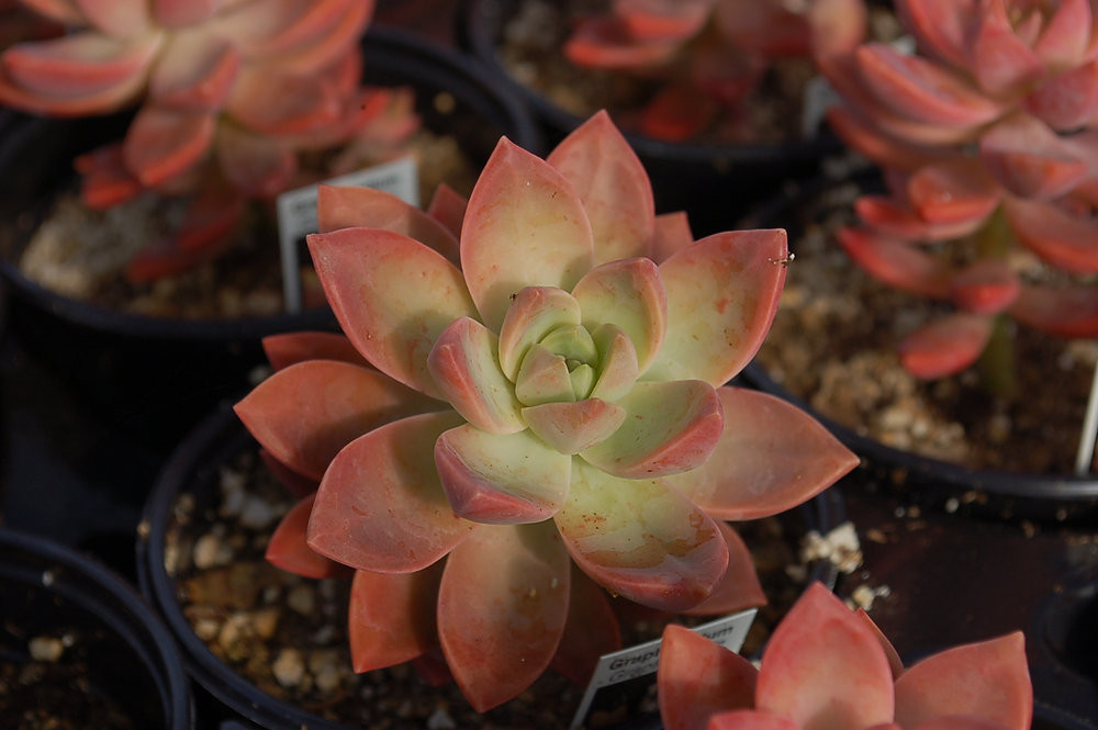Graptosedum Bakımı