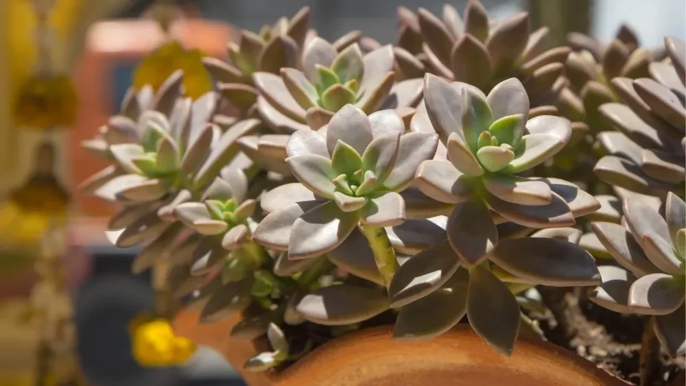 Graptosedum Bakımı