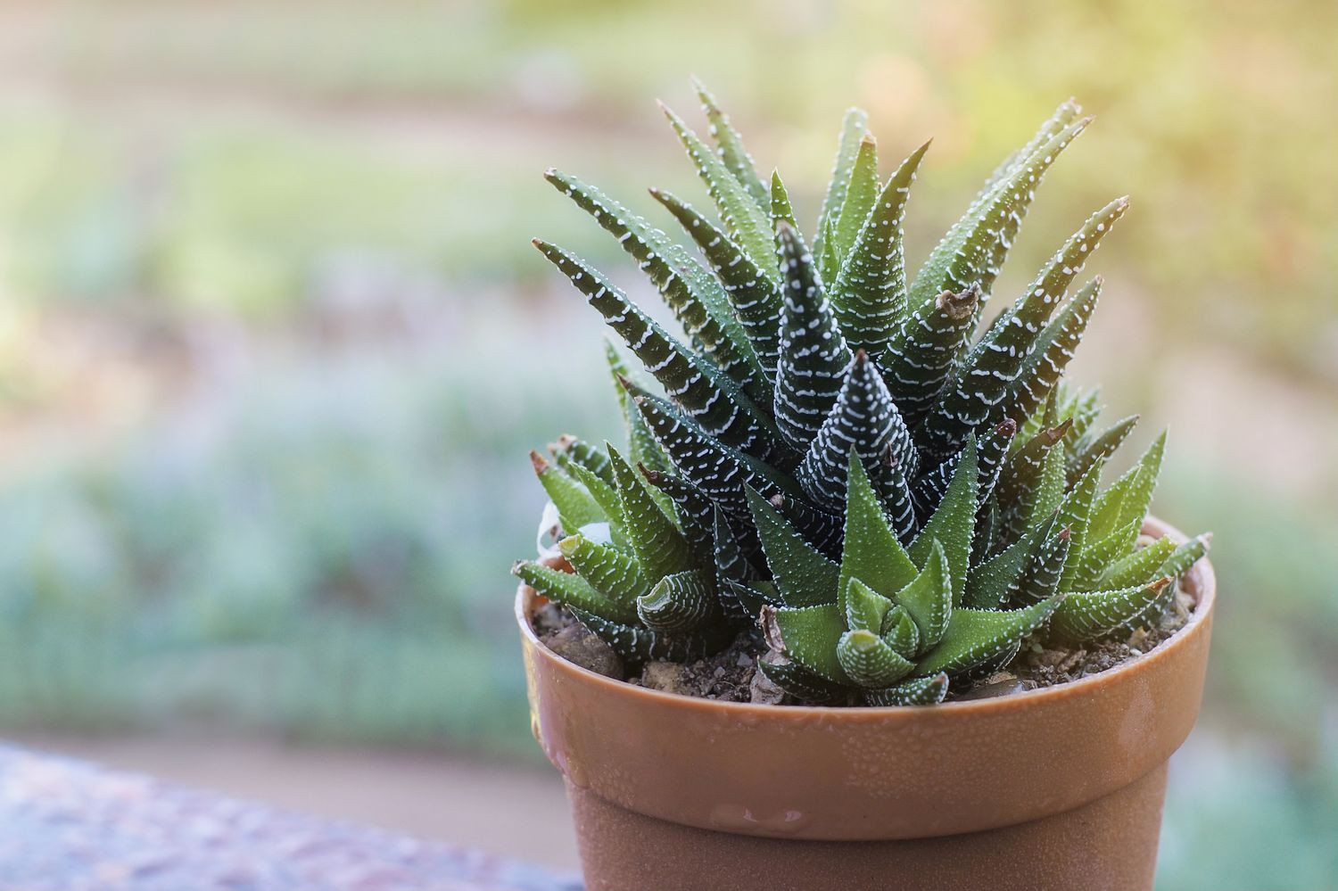 Zebra Haworthia Bakımı