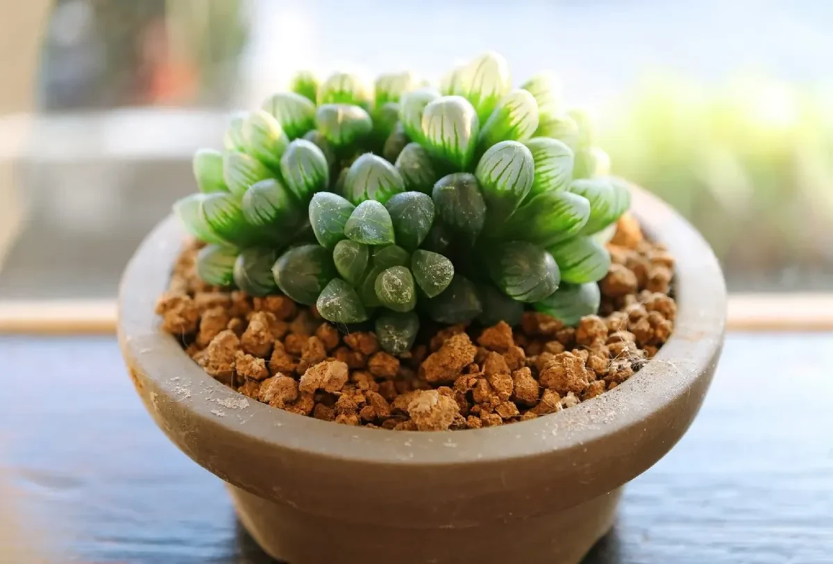 haworthia cooperi bakımı 