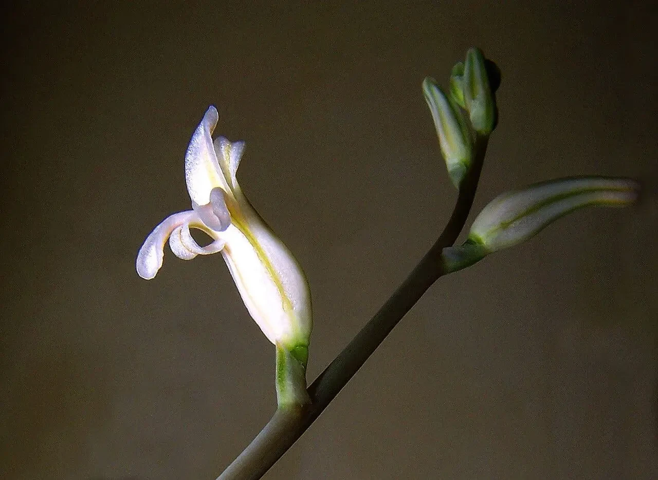 haworthia cooperi bakımı 