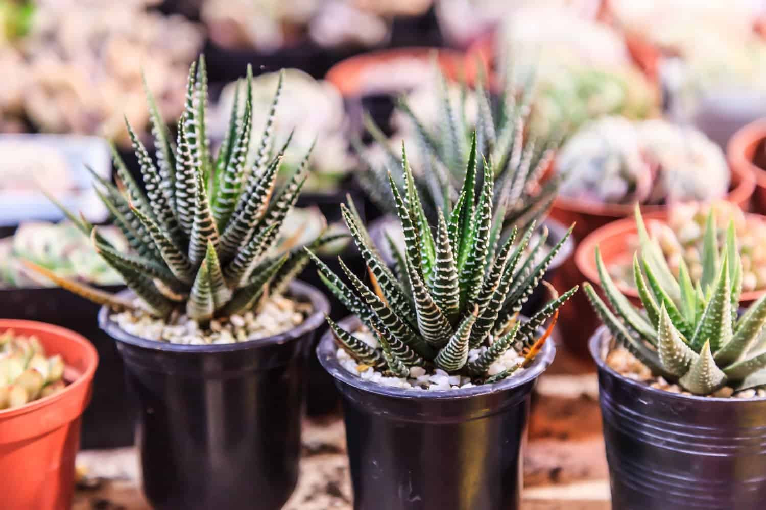 Zebra Haworthia Bakımı