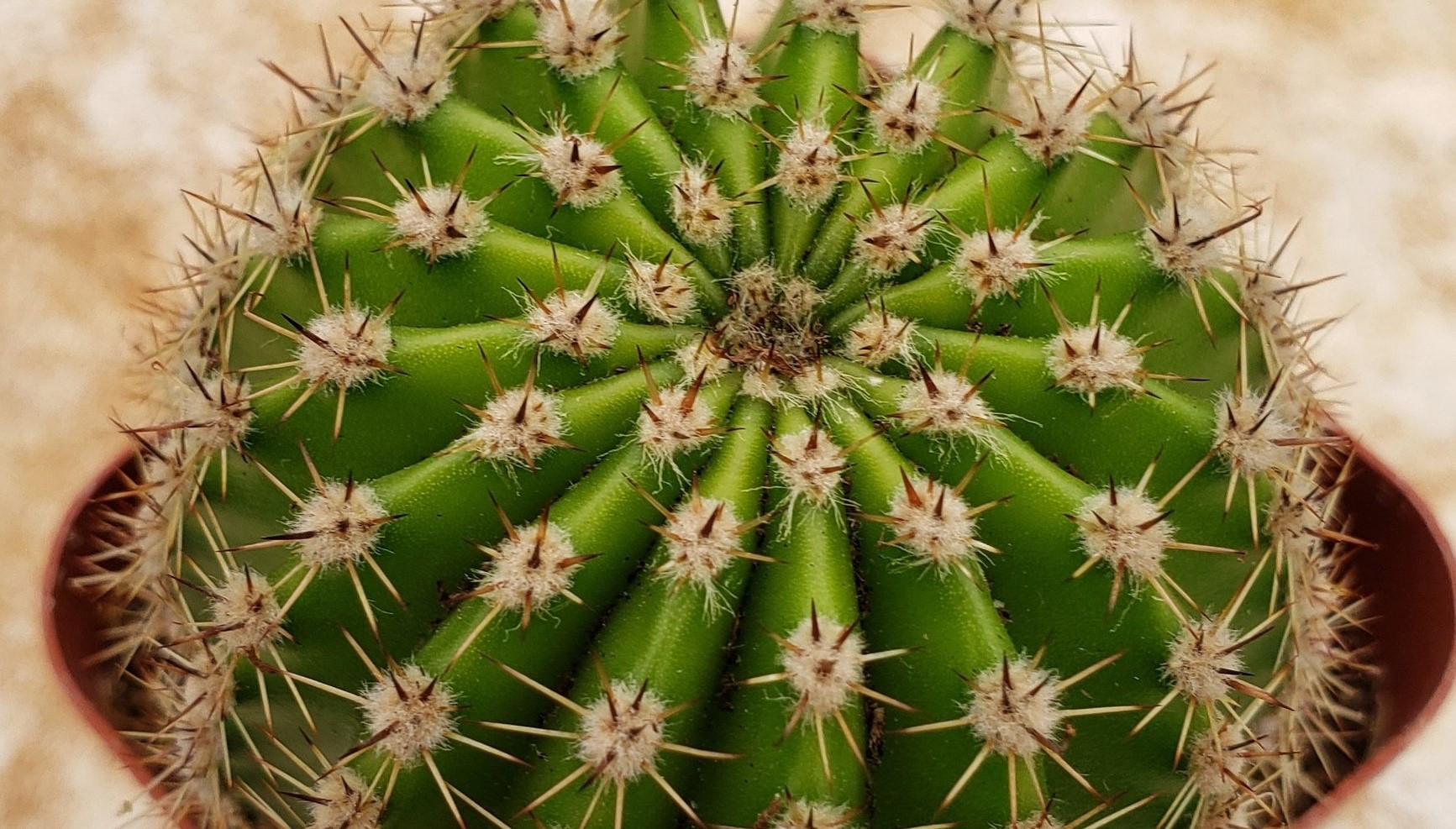 Kaynana Topuzu Bakımı