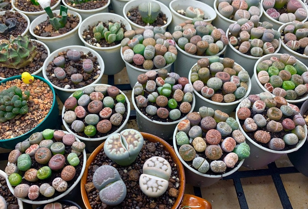 Lithops Taş Kaktüs Bakımı