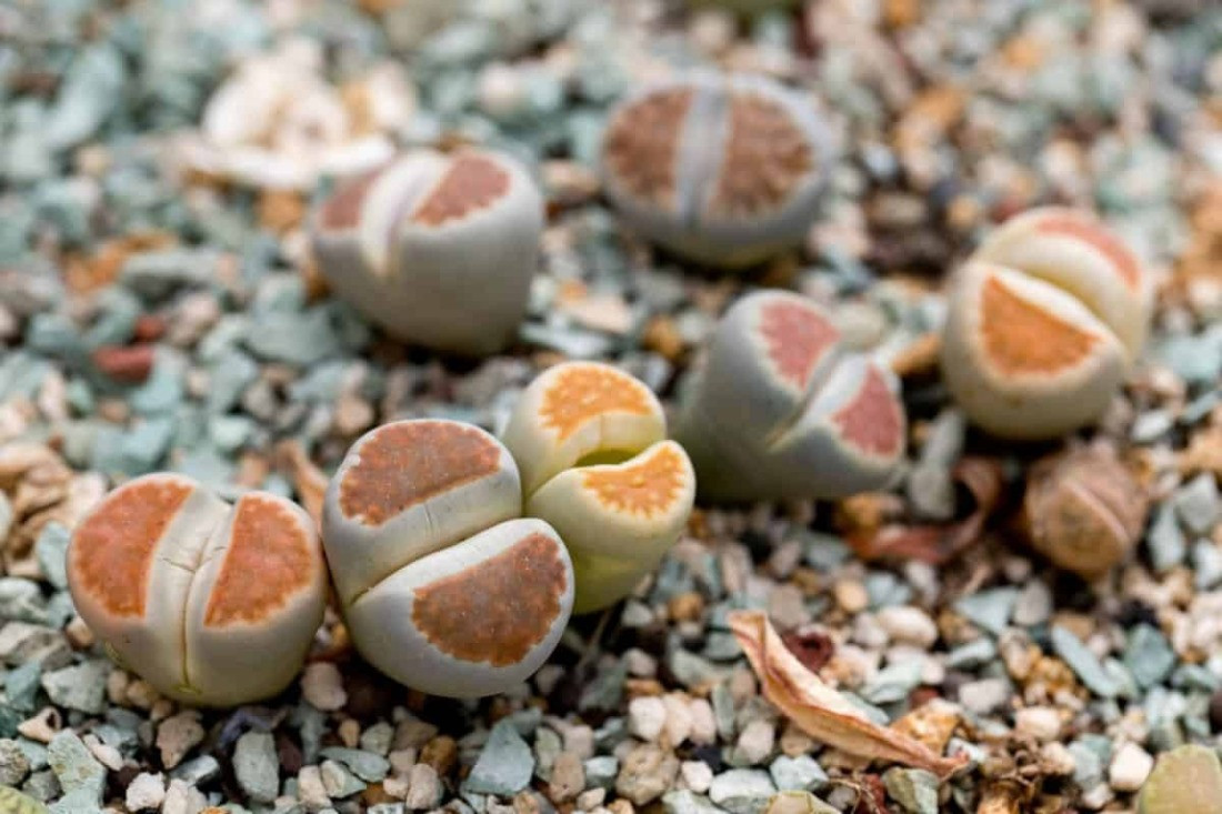 Lithops Taş Kaktüs Türleri