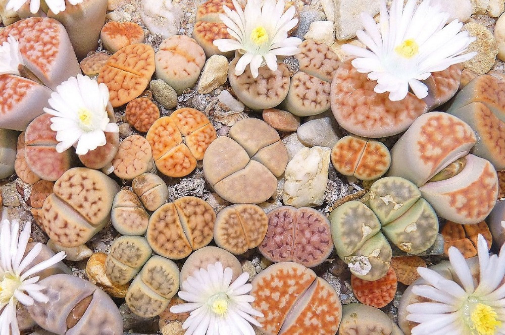 Lithops Taş Kaktüs Bakımı