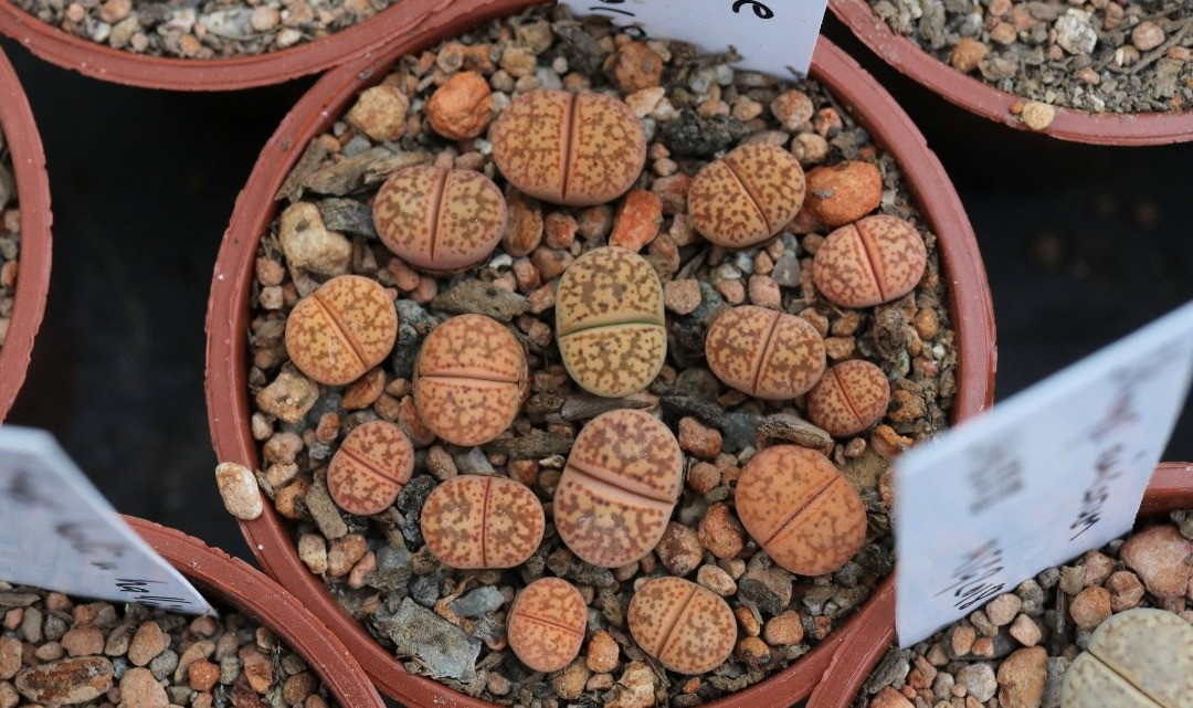 Lithops Taş Kaktüs Bakımı